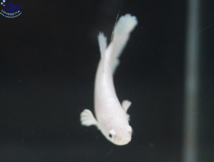 (ขายแล้วครับ)"คัดเกรด"ปลากัดครีบสั้นตัวเมีย-Female Halfmoon Plakats White Platinum