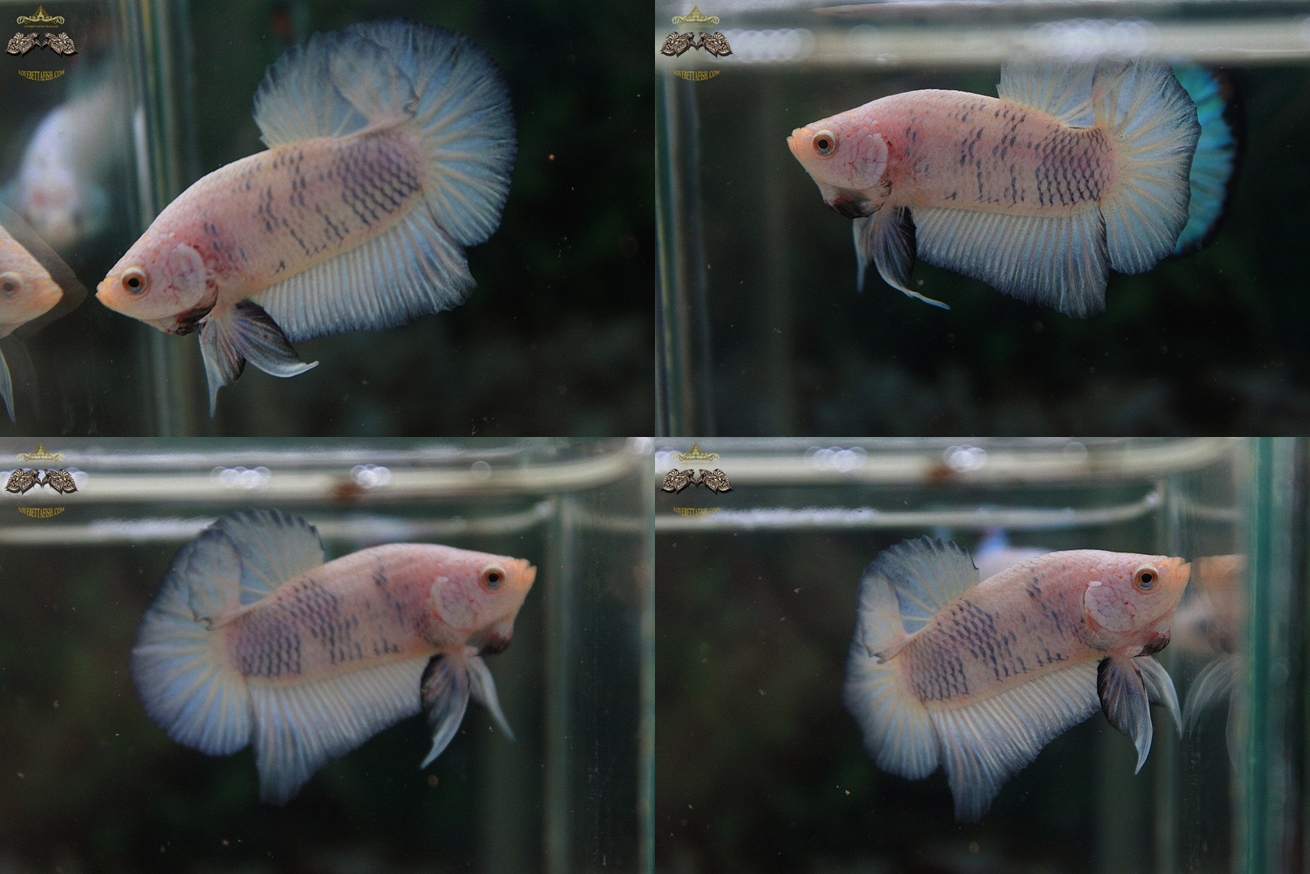 (ขายแล้วครับ)"คัดเกรด"ปลากัดครีบสั้น-Halfmoon Plakats Fancy Dragon