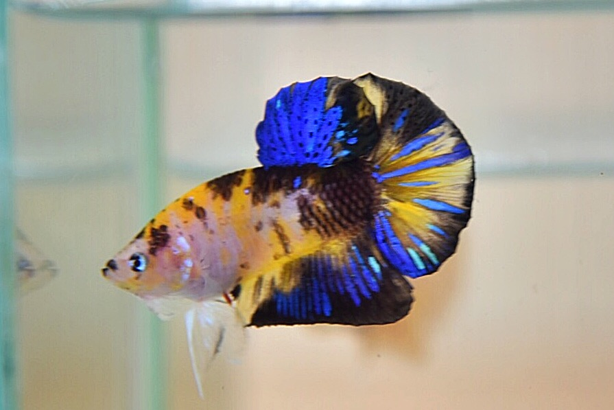 ปลากัดคัดเกรดครีบสั้น - Halfmoon Plakad Fancy Tiger Quality Grade