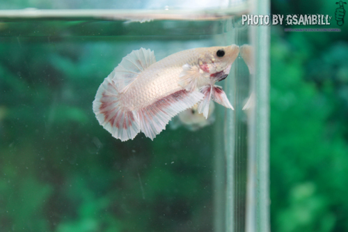 (ขายแล้วครับ)ปลากัดครีปสั้น - Fancy Halfmoon Plakats01
