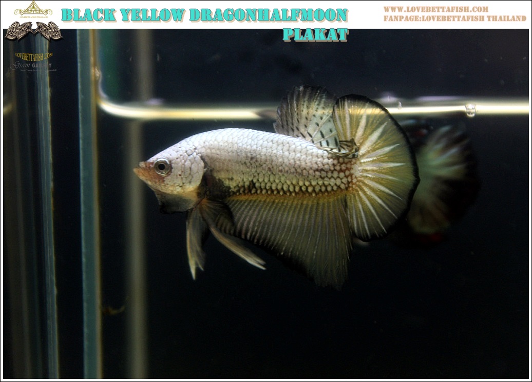 (ขายแล้วครับ)"คัดเกรด"ปลากัดครีบสั้น-Halfmoon Plakats Black Yellow Dragon