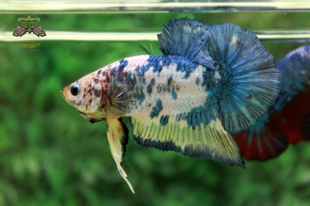ปลากัดคัดเกรดครีบสั้น - Halfmoon Plakad Fancy Dragon Quality Grade