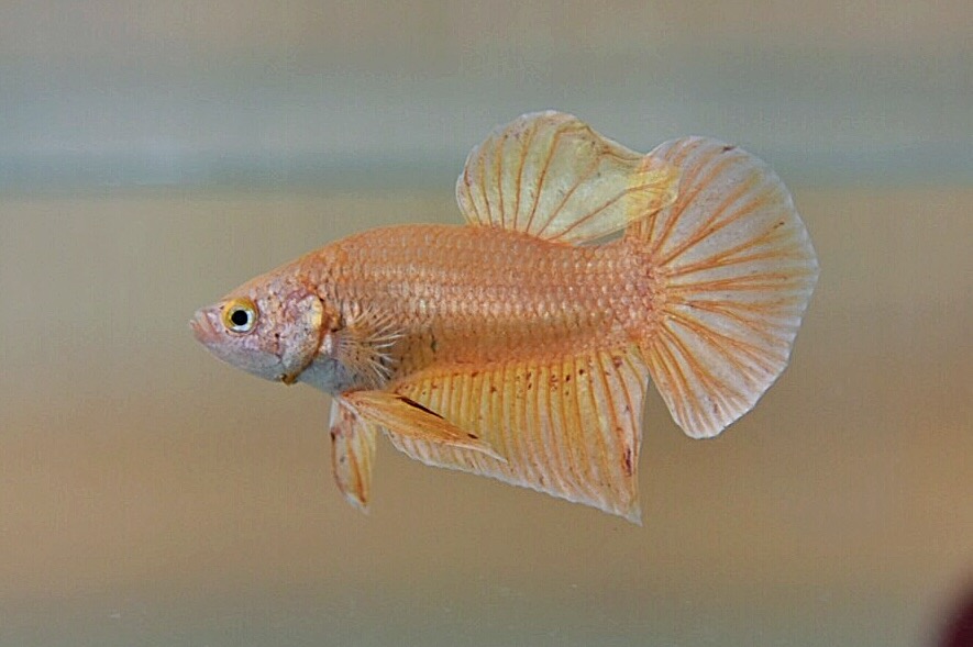 ปลากัดคัดเกรดครีบสั้น - Halfmoon Plakad Gold Quality Grade