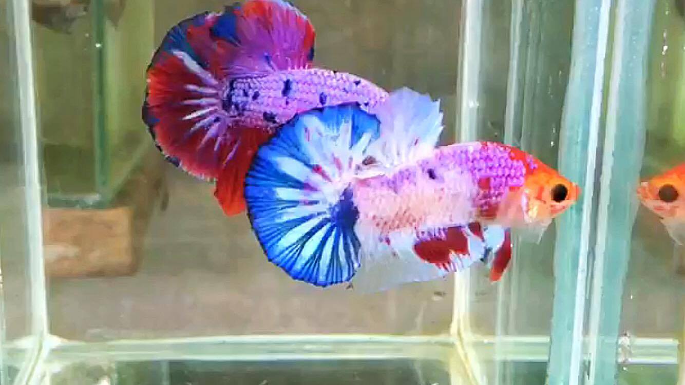 ปลากัดคัดเกรดครีบสั้น - Halfmoon Plakad Fancy Dragon Quality Grade