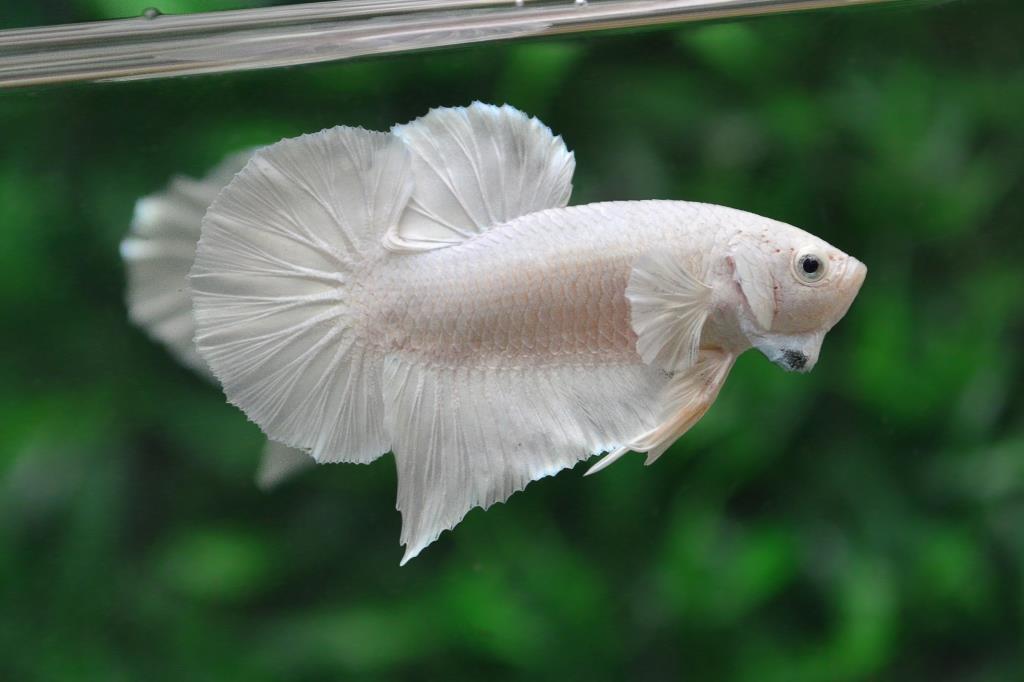 แบ่งพ่อพันธุ์ปลากัดคัดเกรดครีบสั้นเพศเมีย - Halfmoon Plakad Premium Quality Grade White Platinum AAA+