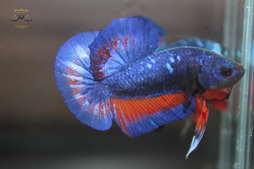 ปลากัดคัดเกรดครีบสั้น - Halfmoon Plakad Fancy Dragon(Red Blue) Premium Quality Grade AAA+