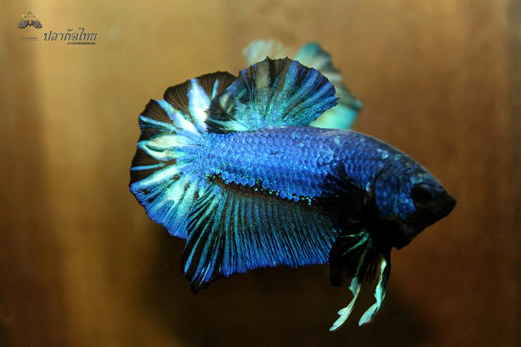 ปลากัดคัดเกรดครีบสั้น - Halfmoon Plakad Fancy Blue Dragon Premium Quality Grade