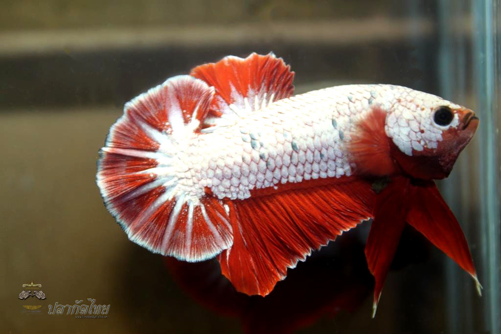 ปลาใหญ่ขนาดเกือบ 1.8-1.9 นิ้ว ปลากัดคัดเกรดครีบ - Halfmoon Plakad Red Marble Dragon Premium Quality Grade