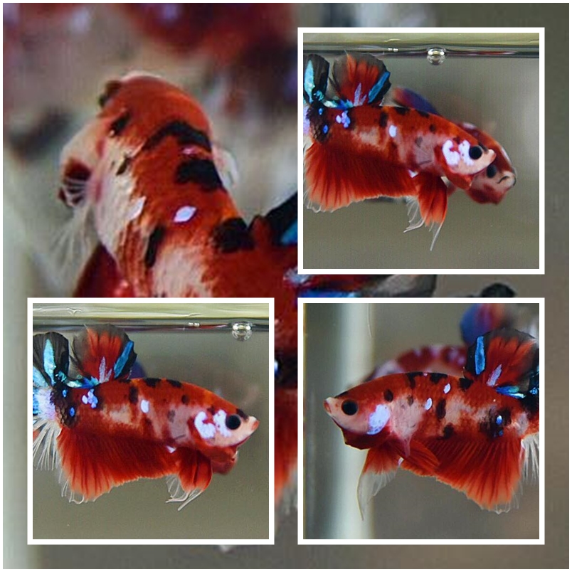 ปลากัดคัดเกรดครีบสั้น - Halfmoon Plakad Fancy Koi Premium Quality Grade