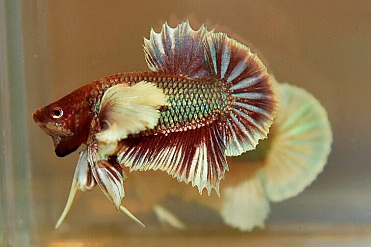 “หูใหญ่มากหูเป็นพวง”ปลากัดคัดเกรดครีบสั้นหูช้าง - Halfmoon Plakad Big Ear Premium Quality Grade AAA+