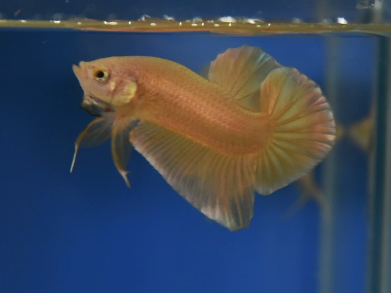 ปลากัดคัดเกรดครีบสั้น - Halfmoon Plakad Super Gold Premium Quality Grade