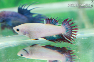 ปลากัดครีบสั้น - Fancy HMPK Fancy Halfmoon Plakats (ตัวเมีย)