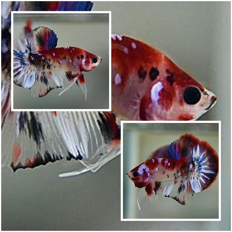 "ลายปลาคราฟ" ปลากัดคัดเกรดครีบสั้น - Halfmoon Plakad Fancy Koi Premium Quality Grade