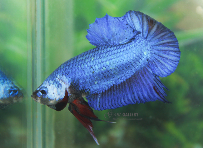 (ขายแล้วครับ)"คัดเกรด"ปลากัดครีบสั้น-Halfmoon Plakats Fancy Blue