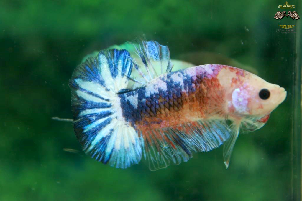 คัดเกรดปลากัดครีบสั้น - HalfMoon Plakad Fancy Dragon Quality Grade
