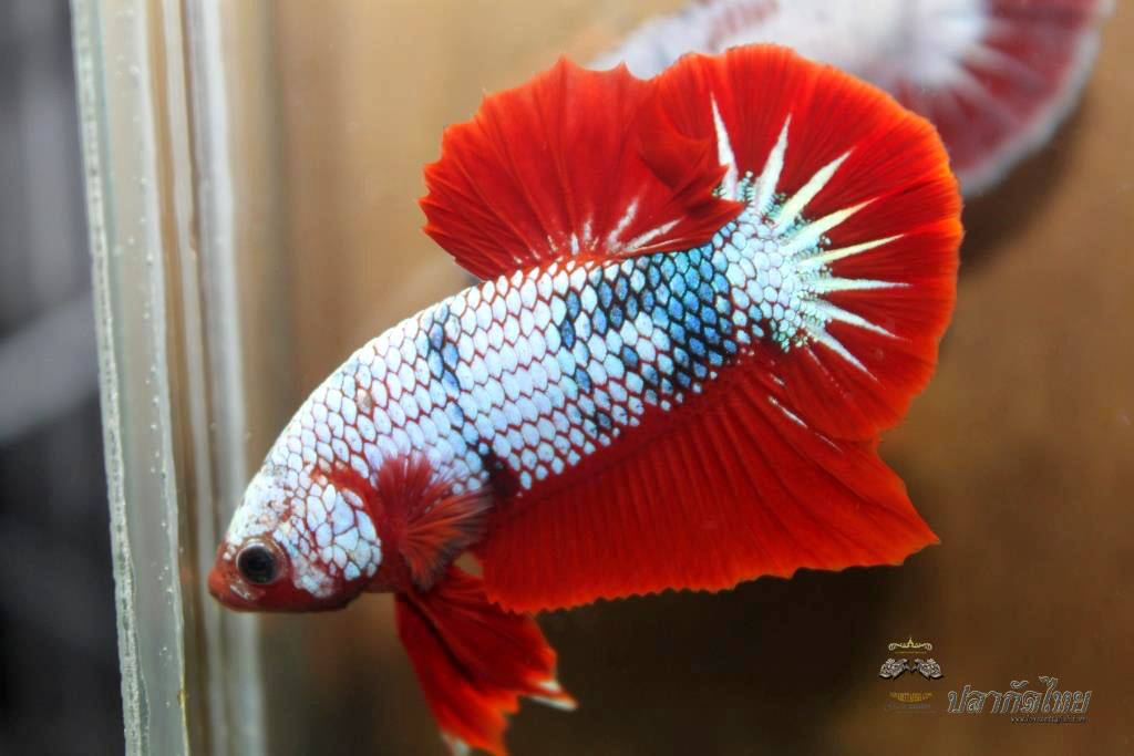 ปลาใหญ่ขนาดเกือบ 1.8-1.9 นิ้ว ปลากัดคัดเกรดครีบ - Halfmoon Plakad Fancy Dragon Premium Quality Grade