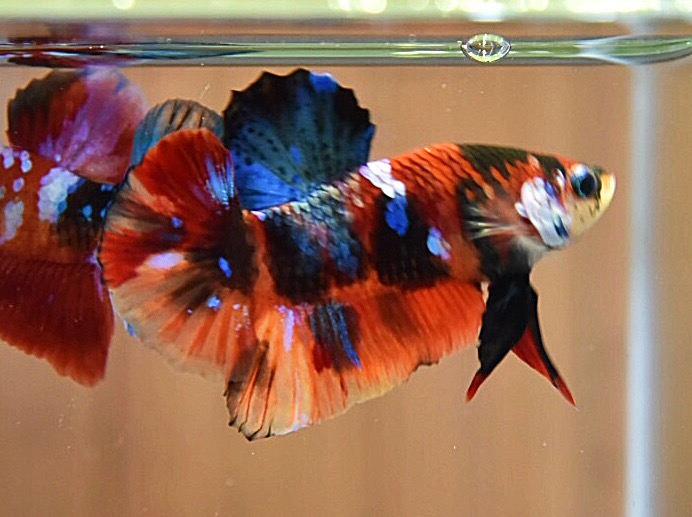 'นีโม่ ลายเสือ'ปลากัดคัดเกรดครีบสั้น - Halfmoon Plakad Fancy Nemo Tiger Premium Quality Grade