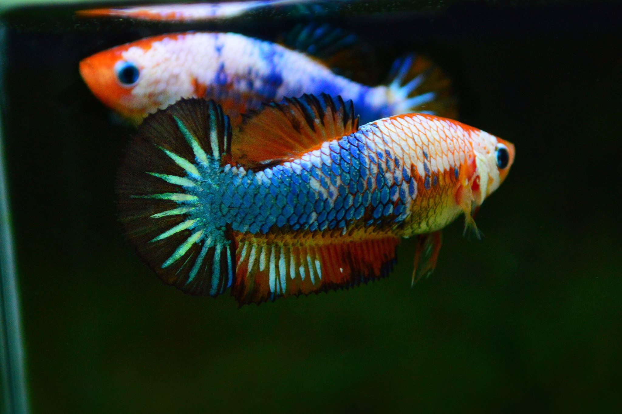 คัดเกรดปลากัดครีบสั้นเพศเมีย-Female Halfmoon Plakad Fancy Dragon Qaulity Grade