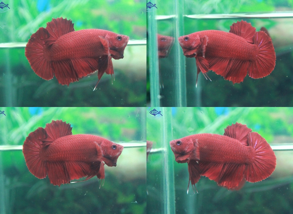 (ขายแล้วครับ)"คัดเกรด"ปลากัดครีบสั้น-Halfmoon Plakats Super Red