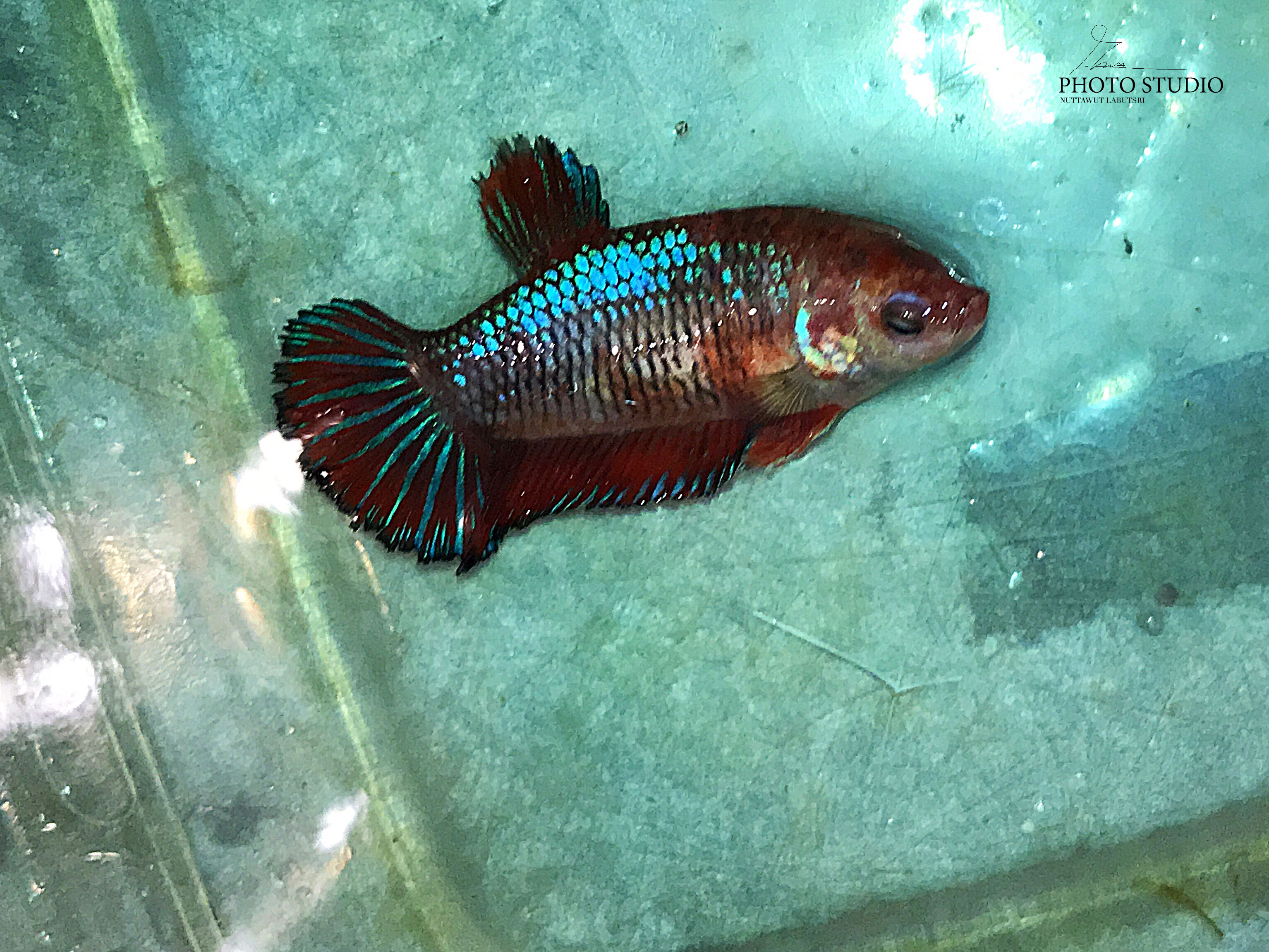 "ตัวเมียไข่เต็มท้องพร้อมผสม"ปลากัดคัดเกรดครีบสั้น - Female Halfmoon Plakad Fancy Quality Grade