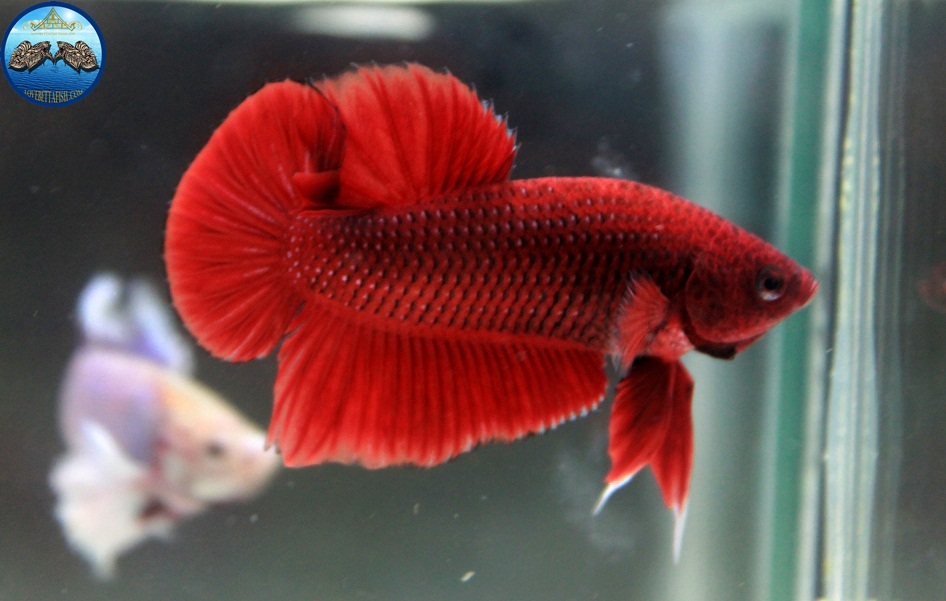 (ขายแล้วครับ)"คัดเกรด"ปลากัดครีบสั้น-Halfmoon Plakats Red