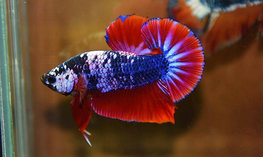 ปลากัดคัดเกรดครีบสั้น - Halfmoon Plakad Fancy Dragon Premium Quality Grade (ธงชาติไทย) AAA+