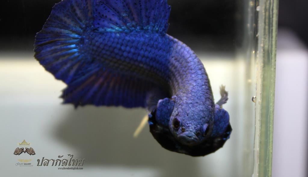 ปลากัดคัดเกรดครีบสั้น - Halfmoon Plakad Super Blue Premium Quality Grade