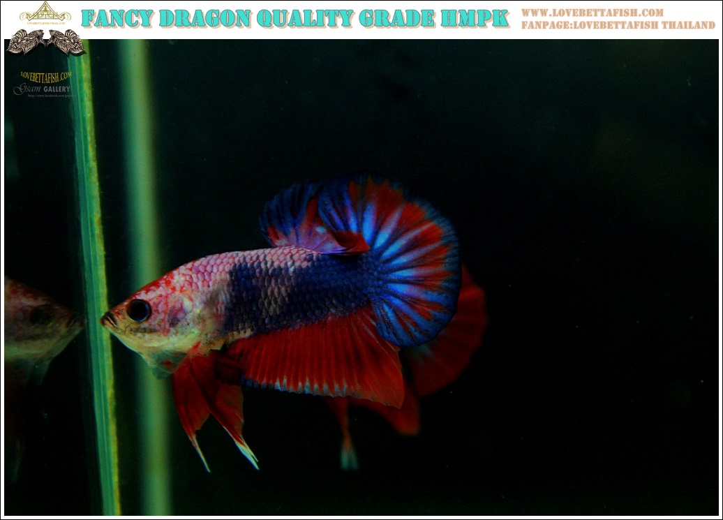 (ขายแล้วครับ)"คัดเกรด"ปลากัดครีบสั้น-Halfmoon Plakats Fancy Dragon Nice colors Nice Form