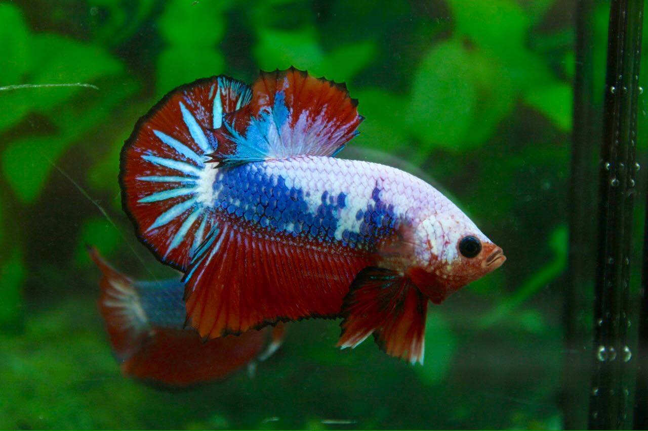 คัดเกรดปลากัดครีบสั้น-Halfmoon Plakad Premuim Quality Grade Fancy Dragon AAA+