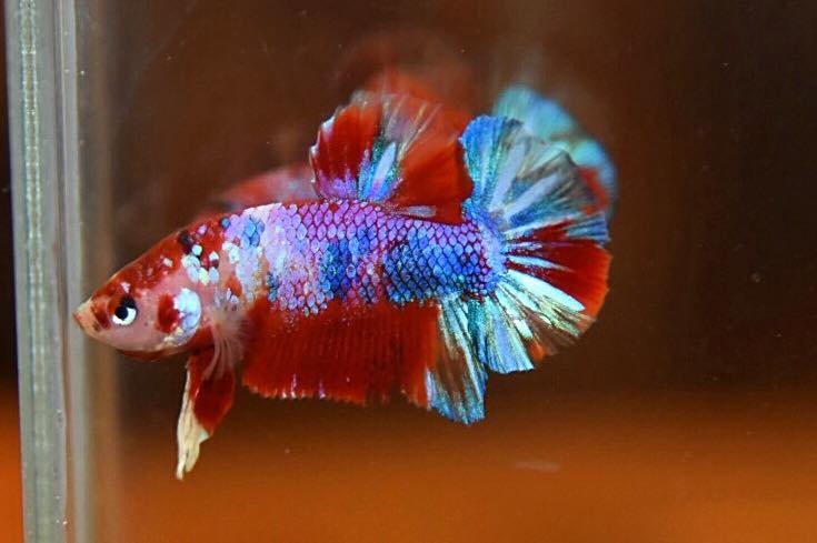 “ลายปลาคราฟ”ปลากัดคัดเกรดครีบสั้น - Halfmoon Plakad Fancy Koi Quality Grade