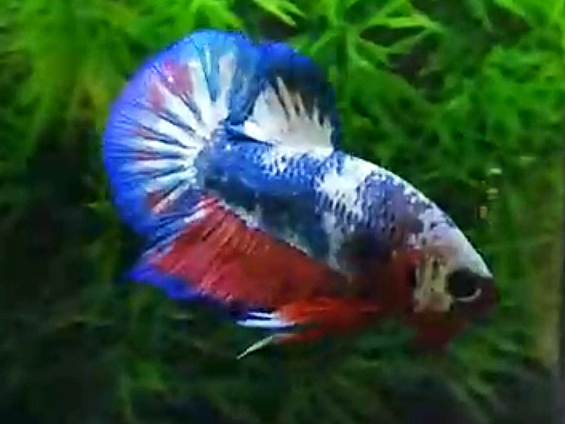 ปลากัดครีบสั้นคัดเกรด - Halfmoon Plakad Fancy Blue Dragon Premium Quality Grade