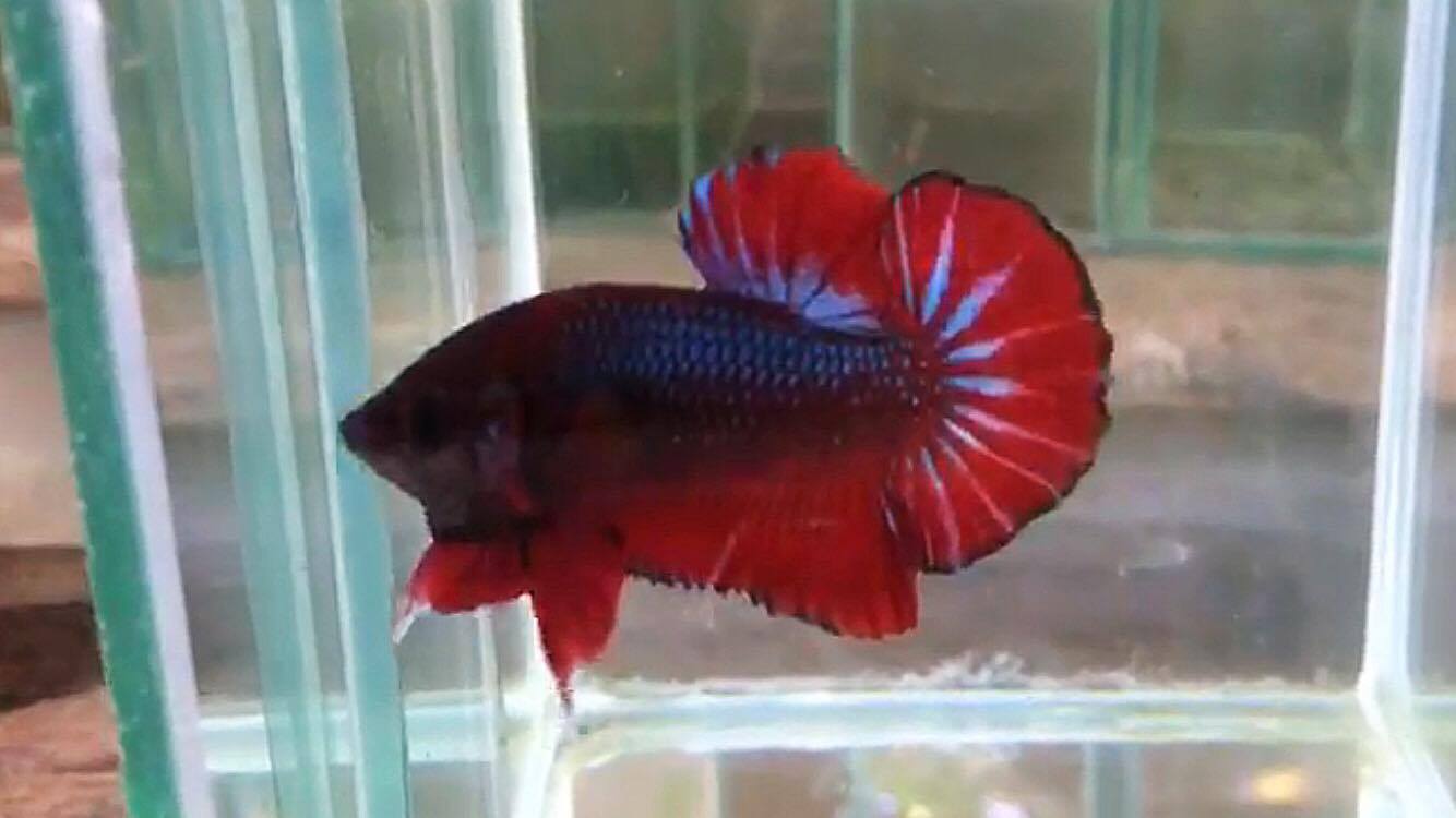 ปลากัดคัดเกรดครีบสั้น - Halfmoon Plakad Fancy Dragon(อสูร) Quality Grade