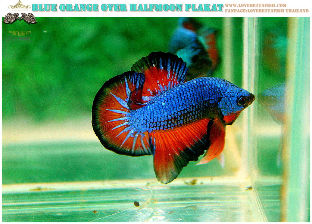 (ขายแล้วครับ)"คัดเกรดประกวด"ปลากัดครีบสั้น-Over Halfmoon Plakats Fancy Dragon Blue Orange Quality Grade