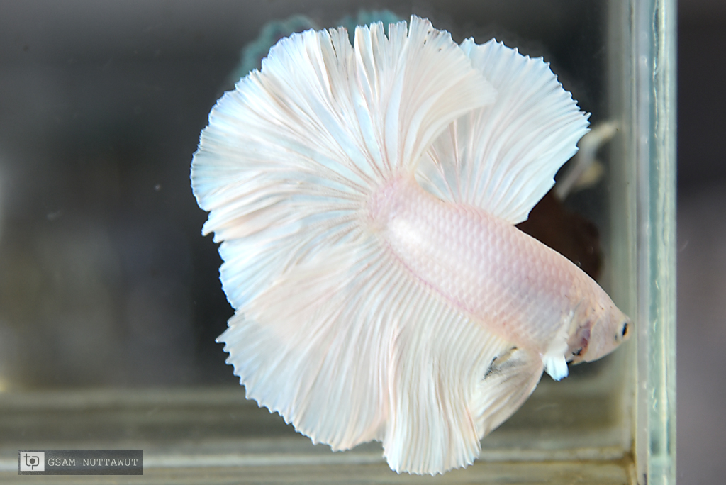 ปลากัดคัดเกรดครีบยาว - Halfmoon Super White Platinum Premium Quality Grade AAA+ .