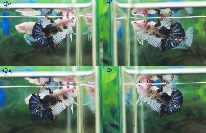 (ขายแล้วครับ)"คัดเกรด"ปลากัดครีบสั้น-Halfmoon Plakats Super Fancy Koi Grade AAA