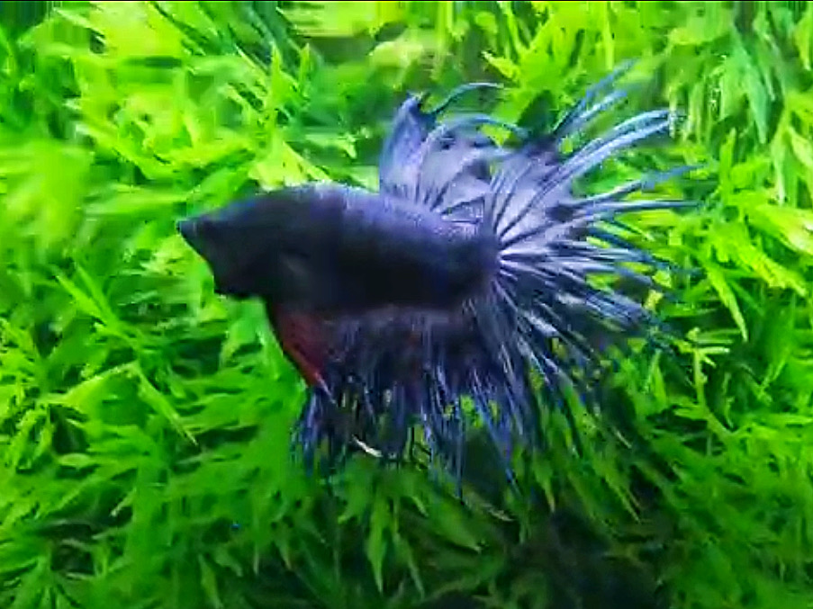 ปลากัดคัดเกรดครีบยาวหางมงกุฎ - CrownTails Super Blued Colors Premium Quality Grade