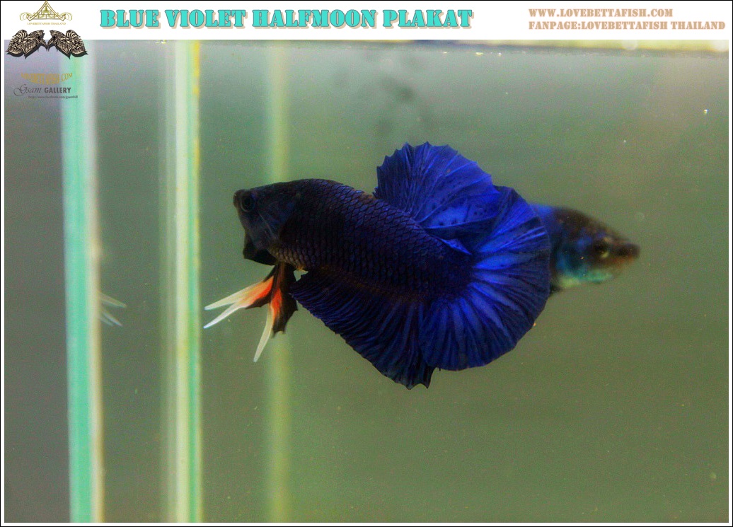 (ขายแล้วครับ)"คัดเกรด"ปลากัดครีบสั้น-Halfmoon Plakats Fancy Blue Violet