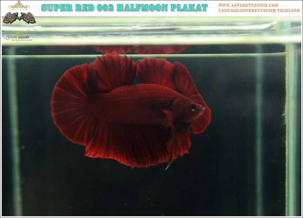 (ขายแล้วครับ)"คัดเกรด"ปลากัดครีบสั้น-Halfmoon Plakats Super Red 002