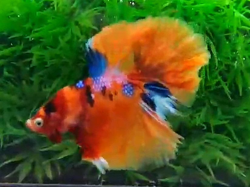 ปลากัดคัดเกรดครีบยาว - Halfmoon Fancy Koi Colors Full Premium Quality Grade