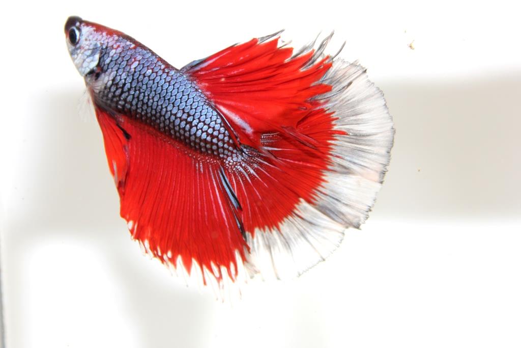 "คัดเกรดประกวด"ปลากัดครีบยาว-Halfmoon Fancy Red Butterfly Premium Quality Grade AAA+