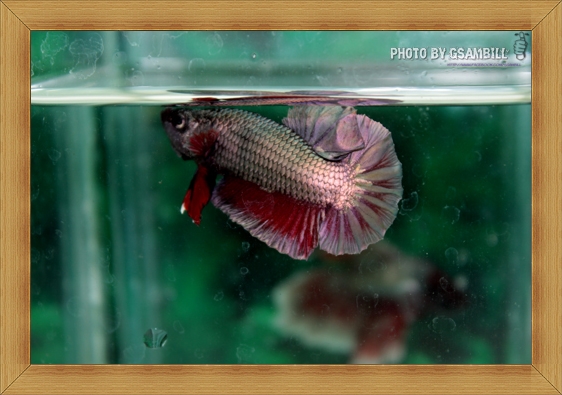 (ขายแล้วครับ)ปลากัดครีบสั้น - Halfmoon Plakats Copper
