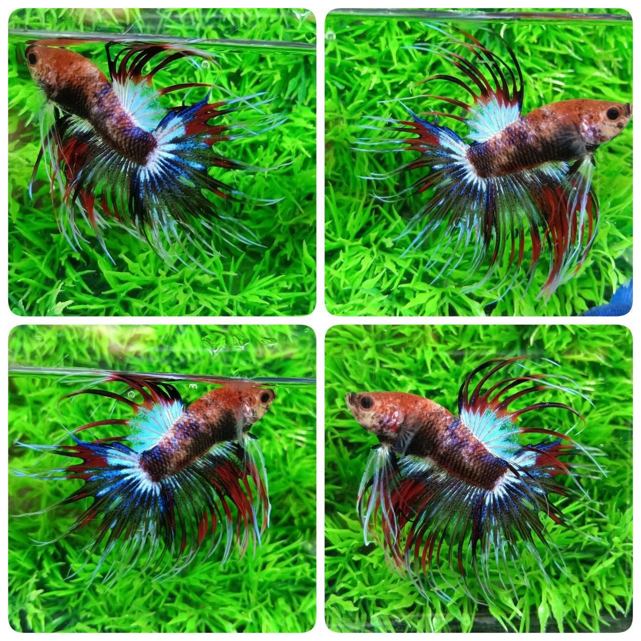 ปลากัดคัดเกรดครีบยาวหางมงกุฎ - CrownTails Fancy Full Colors Premium Quality Grade