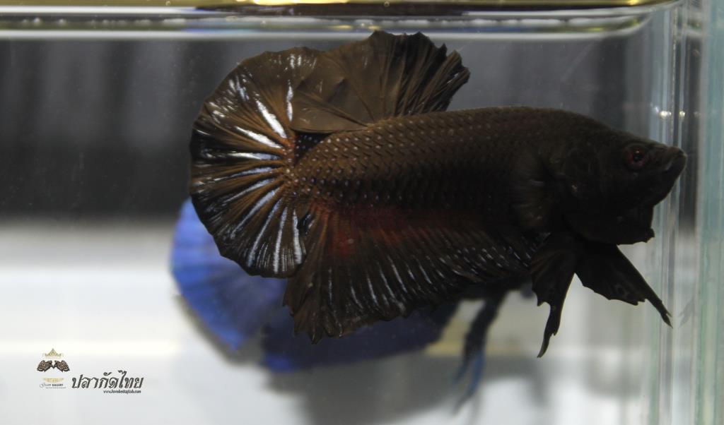 ปลากัดคัดเกรดครีบสั้น - Halfmoon Plakad Super Black Quality Grade