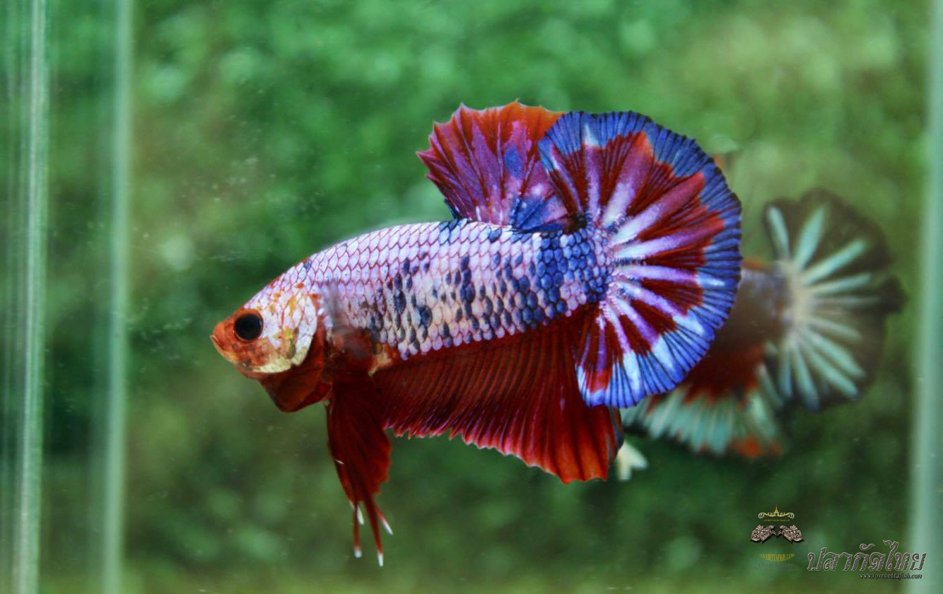 ปลากัดคัดเกรดครีบสั้น - Halfmoon Plakad Fancy Dragon Quality Grade