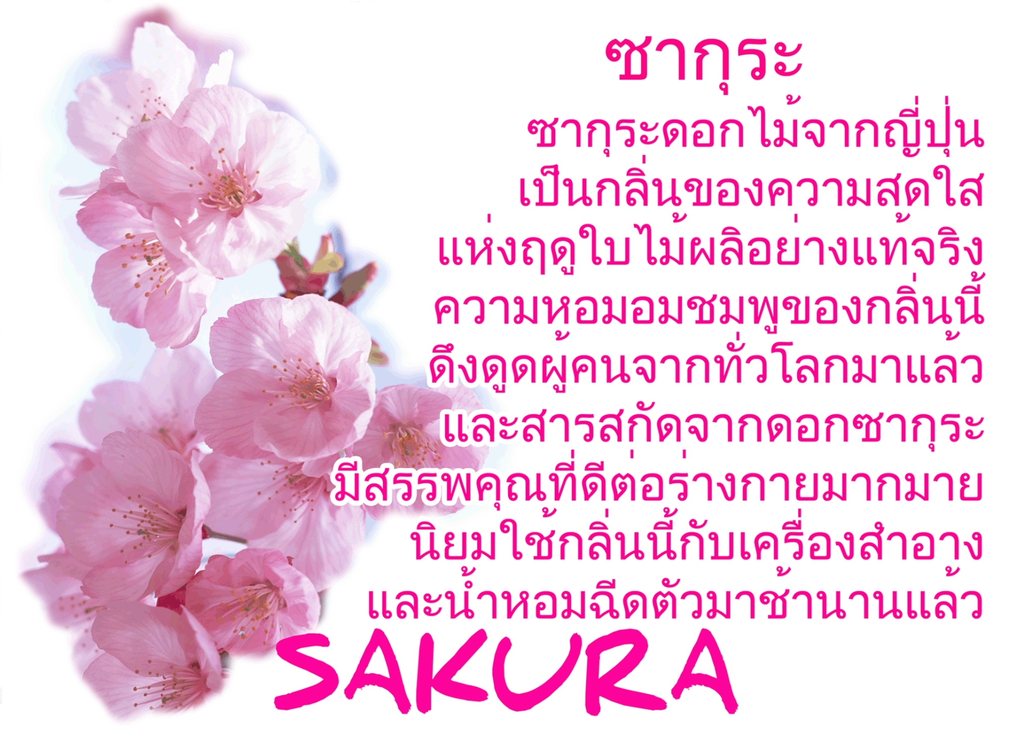 Scentnature ก้านไม้หอมอโรม่าปรับอากาศScentnature กลิ่น Sakura