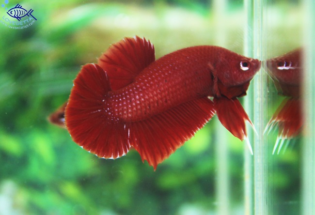 (ขายแล้วครับ)"คัดเกรด"ปลากัดครีบสั้น - Halfmoon Plakats SUPER RED02