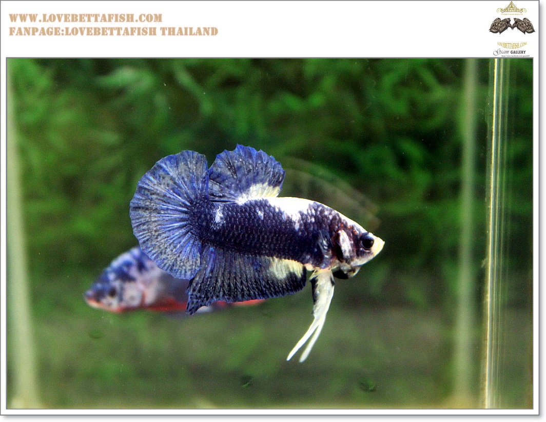คัดเกรดปลากัดครีบสั้น-Halfmoon Plakat Blue Dragon