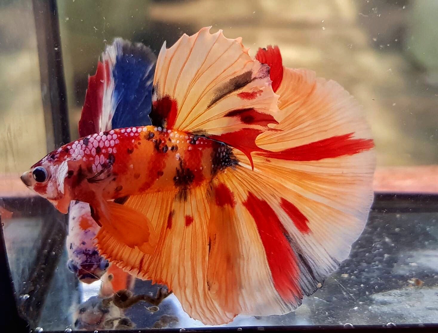 ปลากัดคัดเกรดครีบยาวลายปลาคราฟ - Halfmoon Fancy Koi Platinum Premium Quality Grade