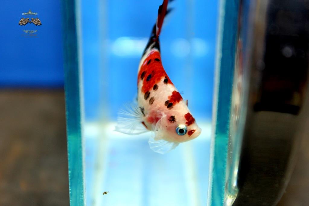 (ลายปลาคาร์พ)คัดเกรดปลากัดครีบสั้น-Halfmoon Plakad Premium Quality Grade Fancy Koi (เกรด AAA+)