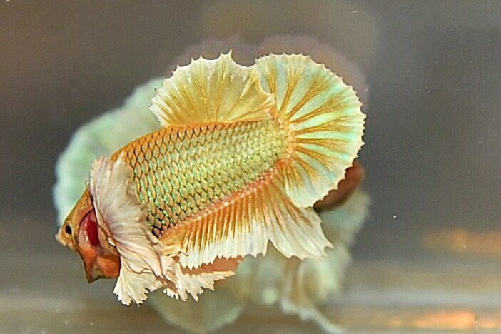 “หูใหญ่มากหูเป็นพวง”ปลากัดคัดเกรดครีบสั้นหูช้าง - Halfmoon Plakad Big Ear Premium Quality Grade AAA+